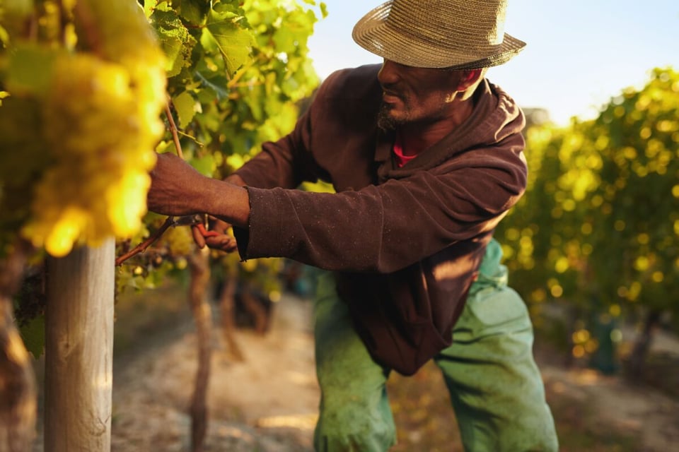 Harvest, Sown, Farmer, MundoNow, Podcast