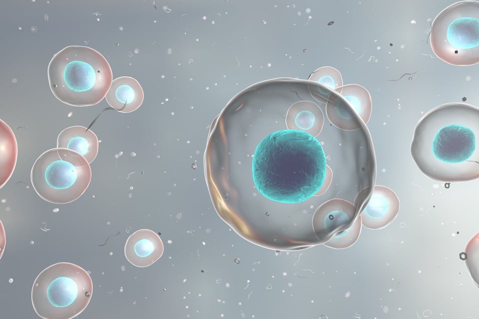 Profe Claudio Nieto: La biogénesis mitocondrial
