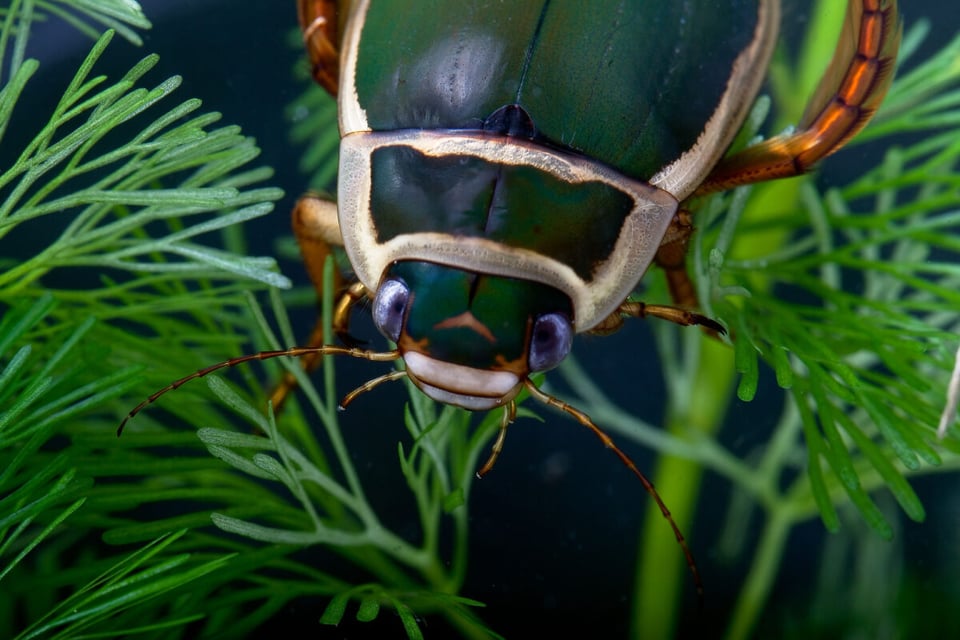 Beetle, Water, Algae, MundoNow, Podcast