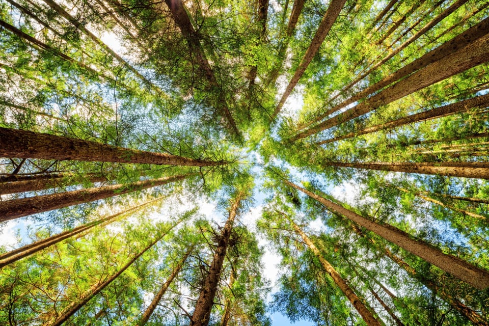 Forest, Clouds, Sun, MundoNow, Podcast