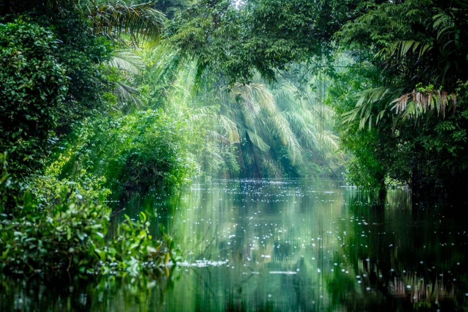Jungle, Water, Lake, MundoNow, Podcast