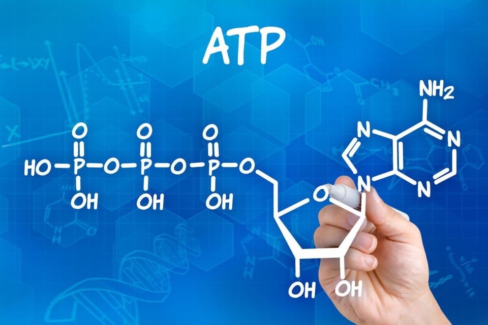 Gis, ATP, Structure, MundoNow, Podcast