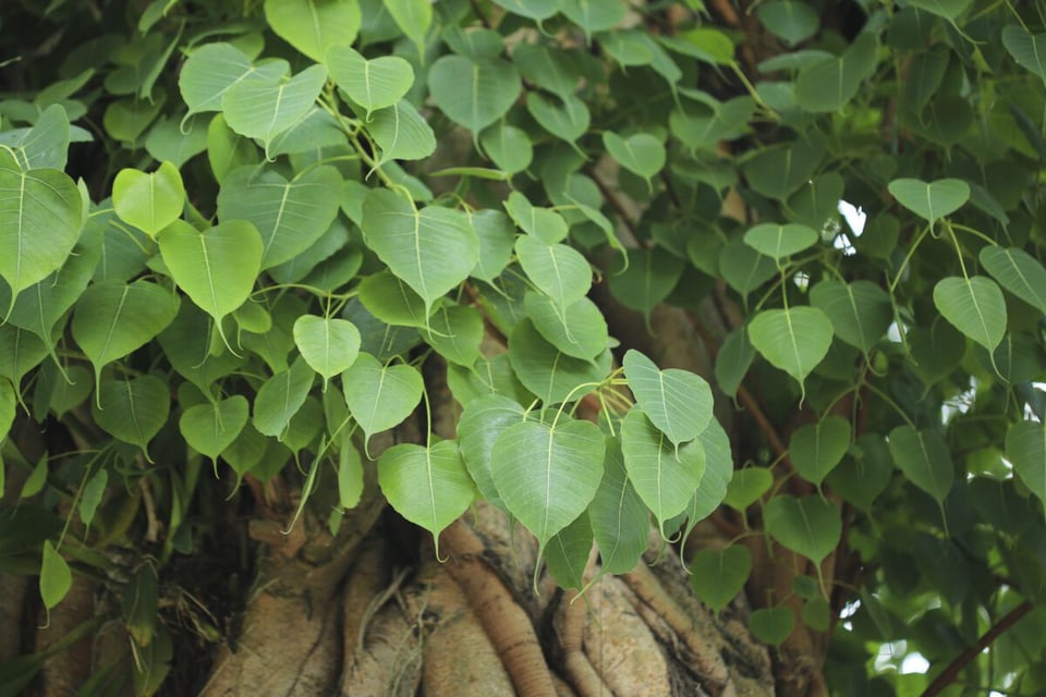 Tree, Leaves, Forest, MundoNow, Pipes