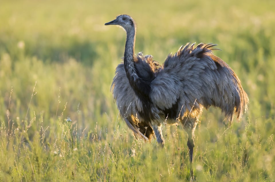 Mitos y leyendas: The Legend of the Rhea