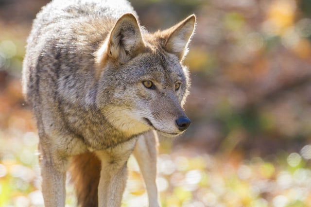 Mitos y Leyendas: El coyote y el lobo