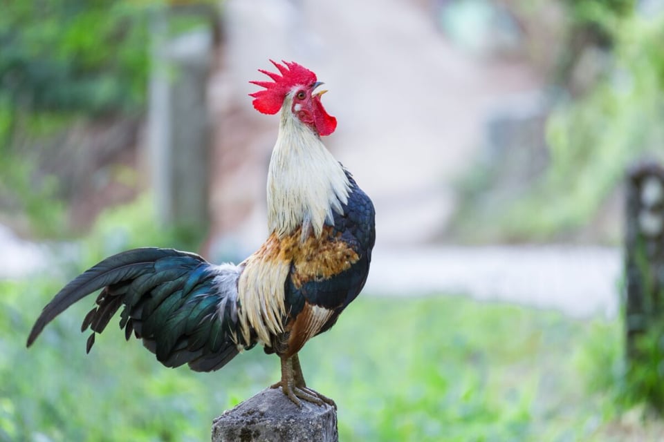 Canto, Gallo de la catedral, Pasto, MundoNow, Podcast