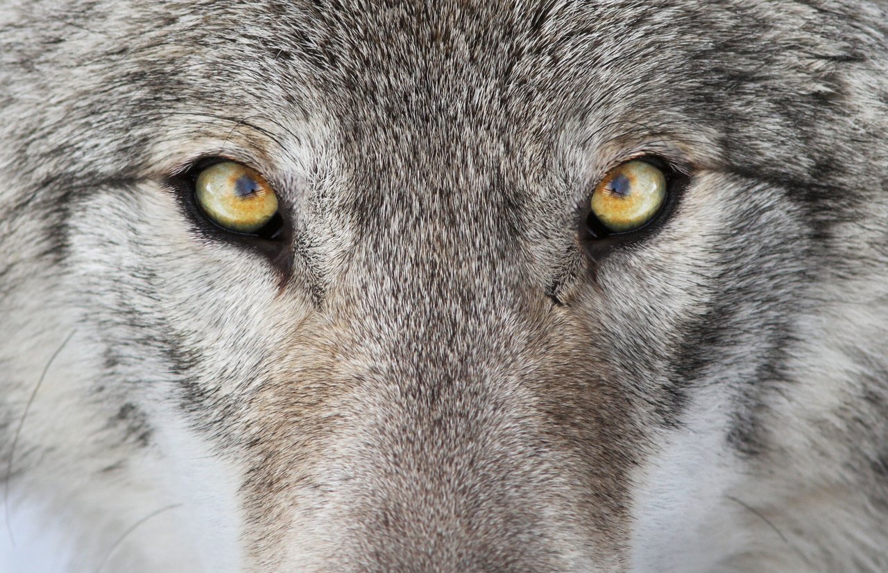 Mitos y Leyendas: The Two Wolves, a Cherokee Legend
