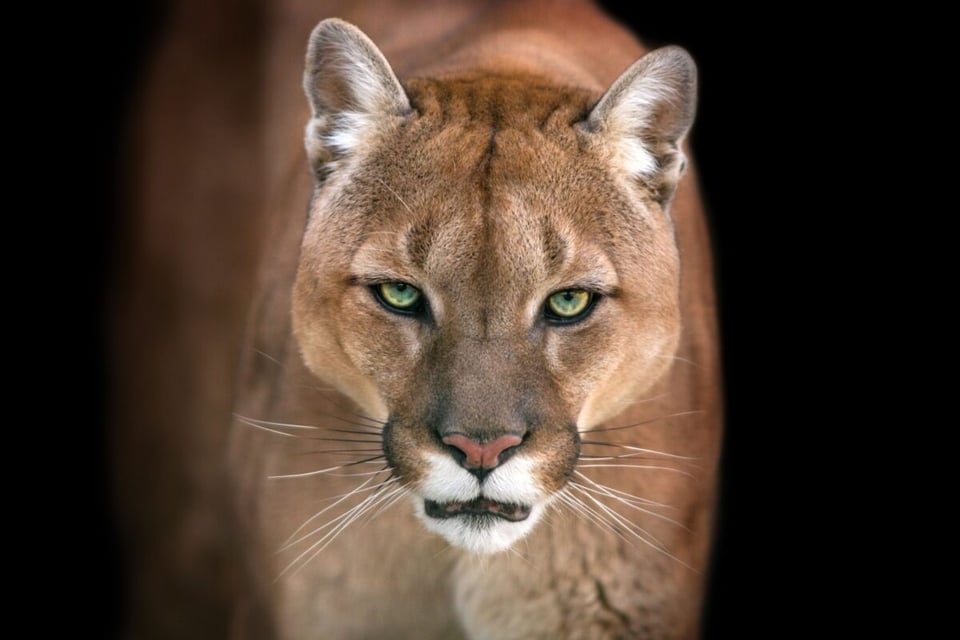 Nariz, Ojos, Leyenda del puma, MundoNow, Podcast
