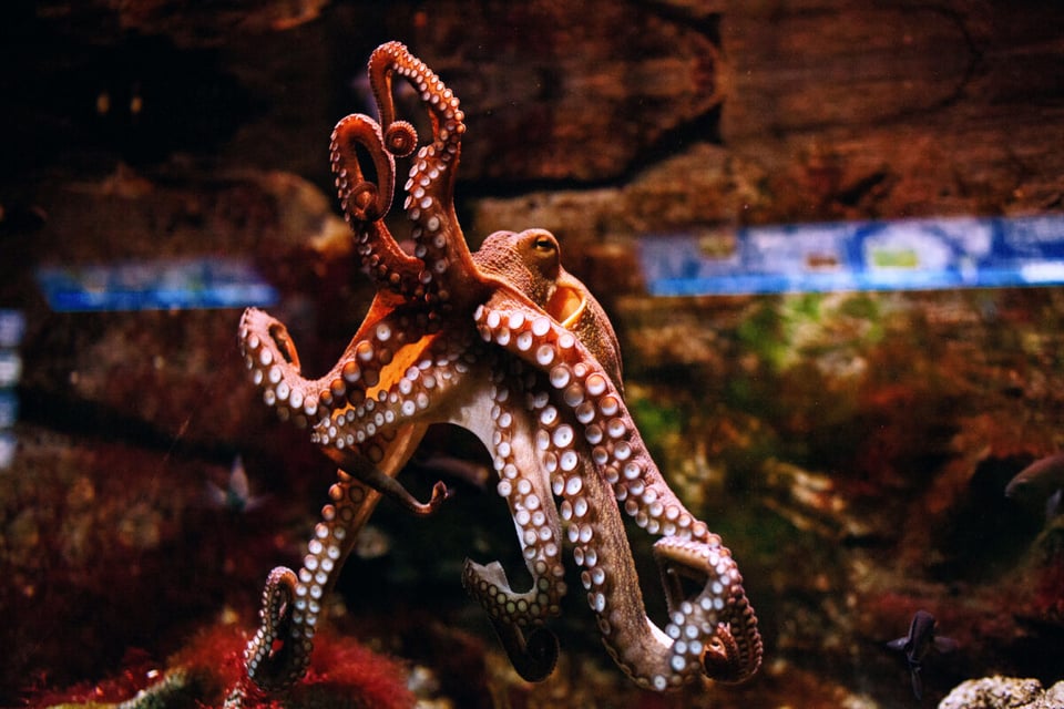 Brown octopus swimming, MundoNow, Podcast, Óyenos Audio, Huella OVNI