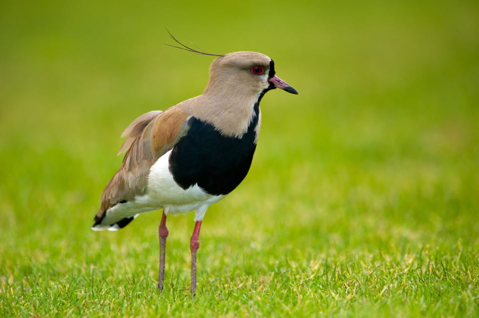 Bird, Grass, Sadness, Southern Lapwing Legend, Podcast