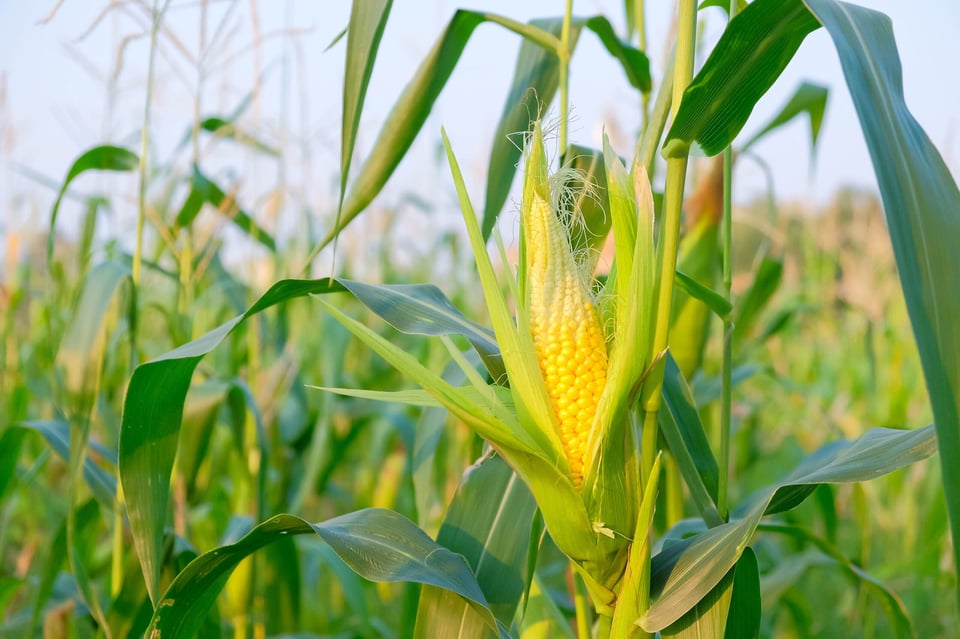 Mitos y Leyendas: How Tupá made corn grow