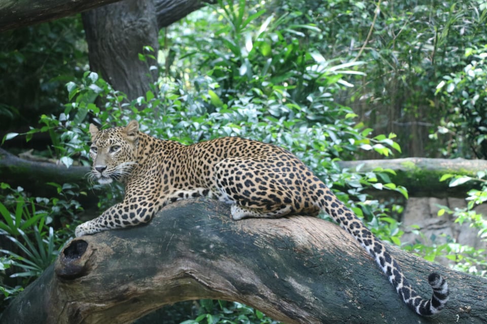 Jaguar, Jungle, Forest, MundoNow, Podcast