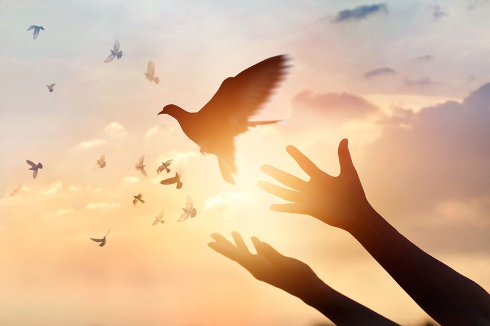 Paloma, Paz, Cielo, Mensaje de amor, Podcast