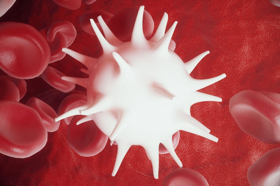 White blood cell, Immune system, Torrent, Immune system, Podcast