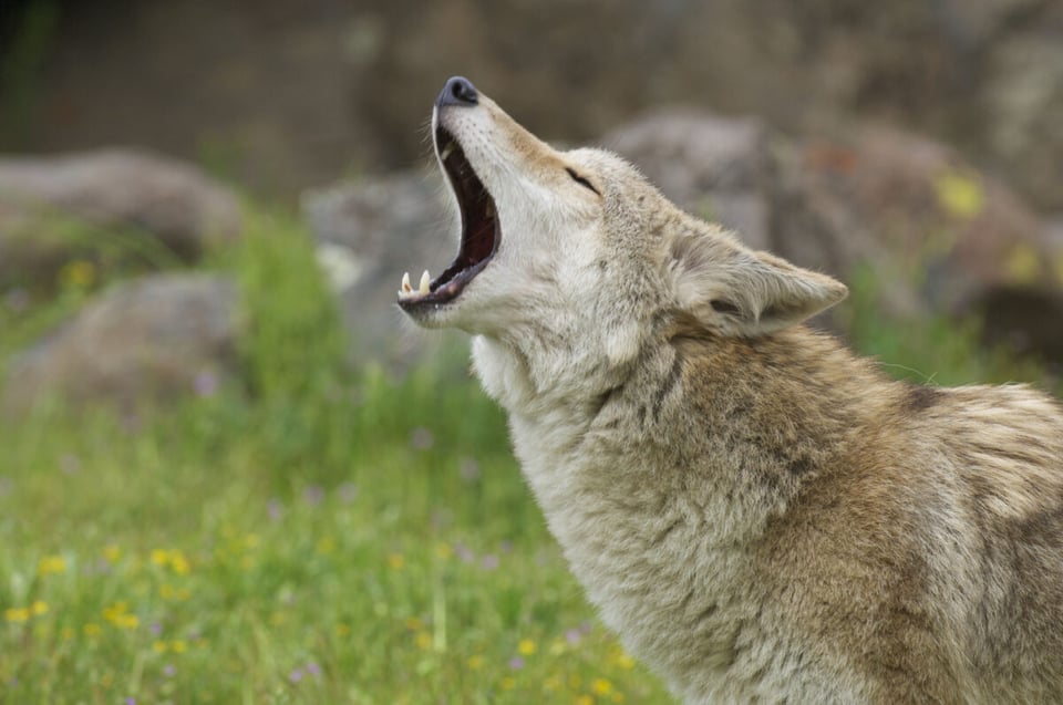 Coyote, Howl, Pain, Legend, Podcast