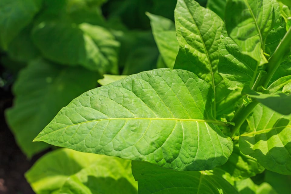 Mitos y leyendas: The Hummingbird that Retrieved Tobacco