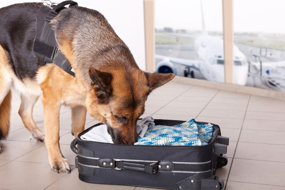 Sargento, El Podcast: The K-9