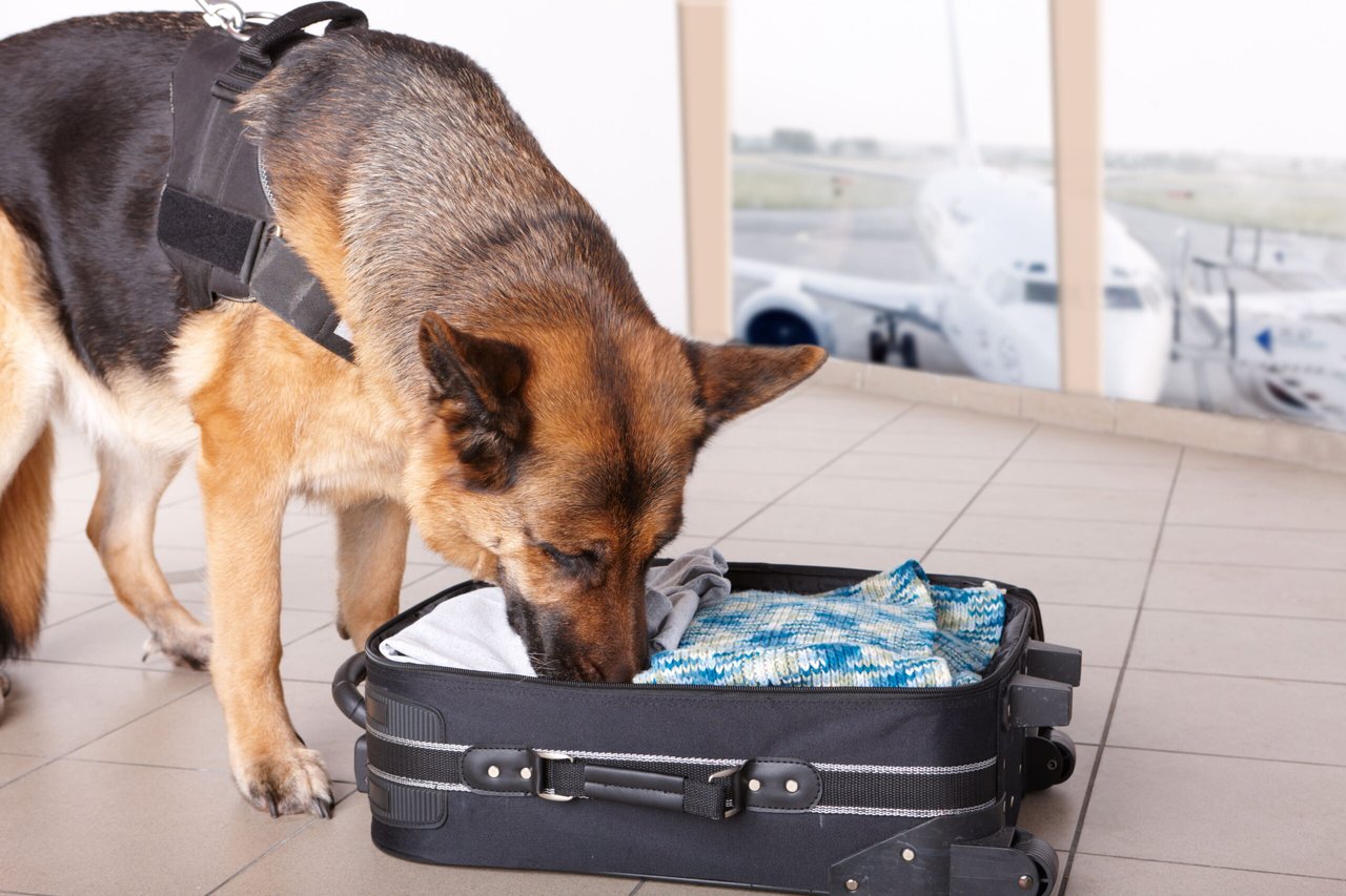 Sargento, El Podcast: The K-9