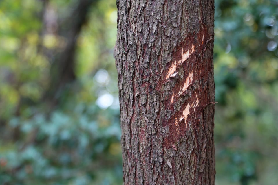 Scratch, Tree, Forest, MundoNow, Podcast