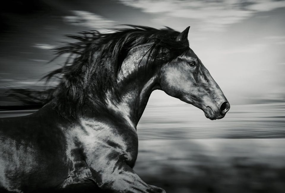 Horse, Black and white, Strength, MundoNow, Podcast