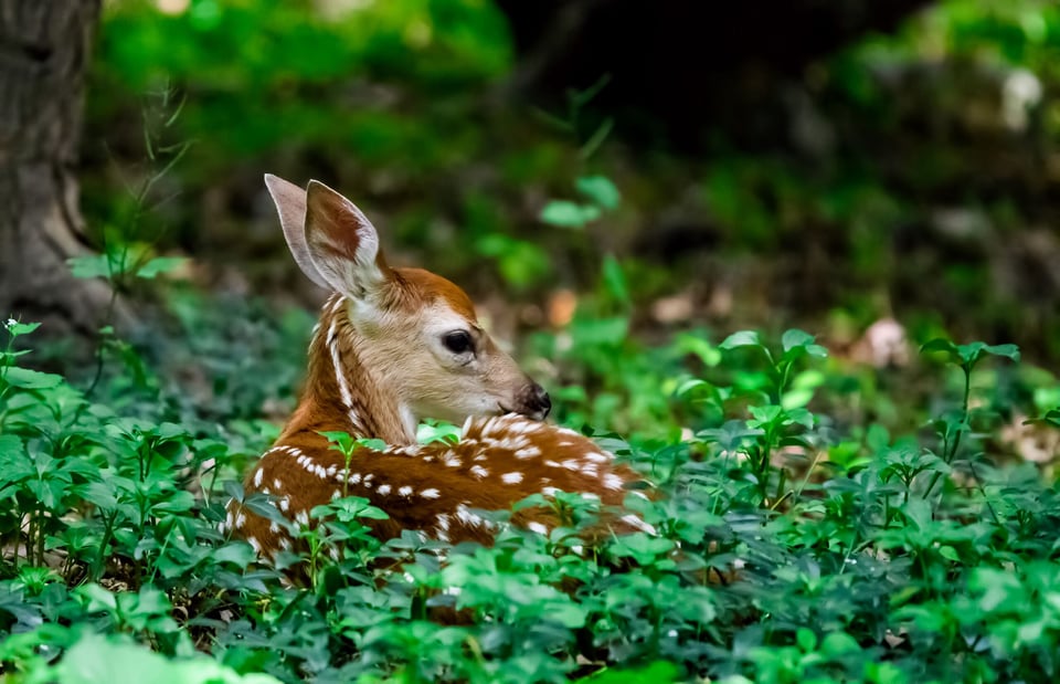 Mitos y leyendas: The Fawn