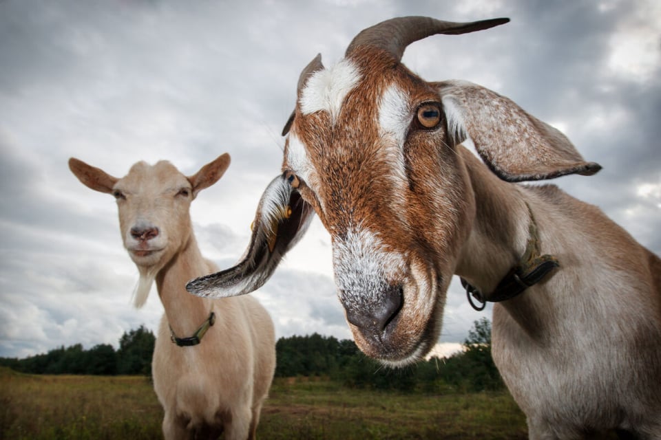 Goat, Chupacabra, Field, Farm, MundoNow