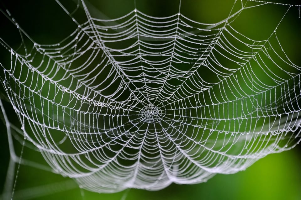 Nature, Jungle, Danger, MundoNow, Podcast