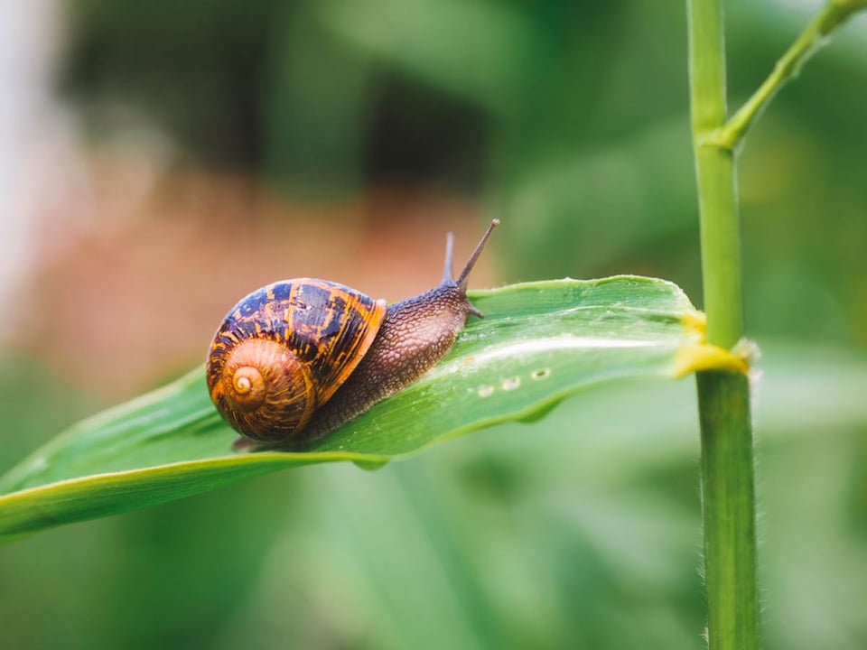 Caracol, mucina, cuidado de la piel, jardín, planta.