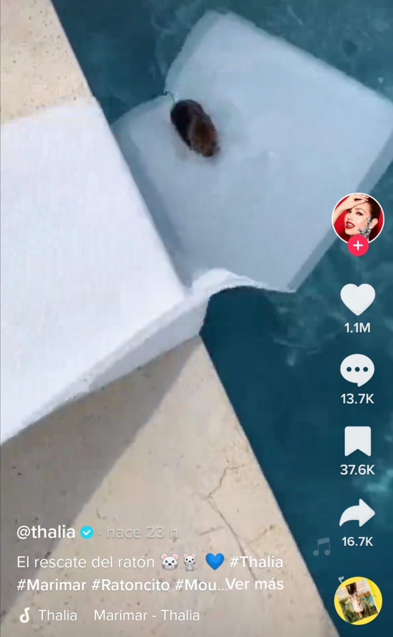 Thalía ratón piscina