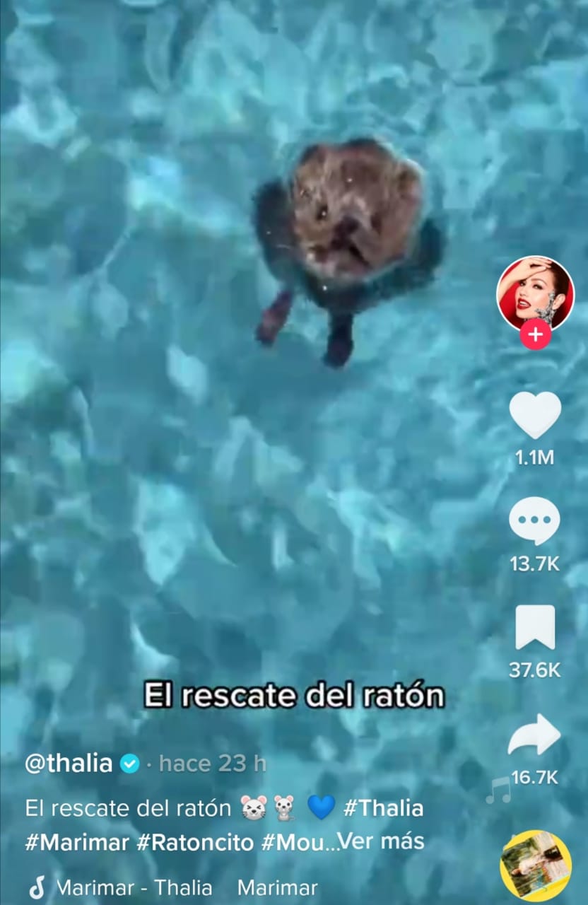 Rescata animal alberca