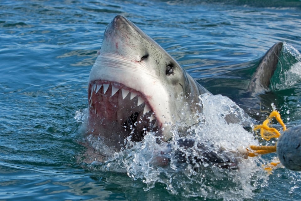 Ataque de tiburón a hispano, rescate,Florida,MundoNow