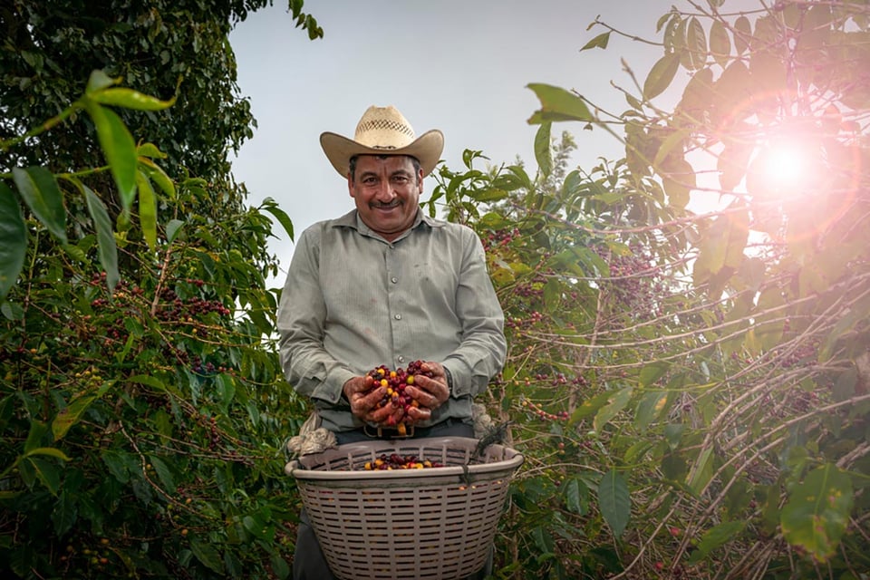 farmer, harvest, coffee beans, Mexico, farm
