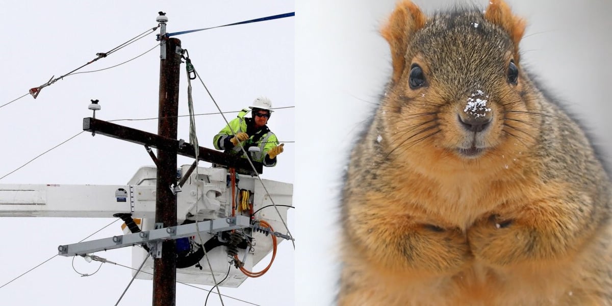 Ardilla deja sin electricidad a miles de personas en Montana