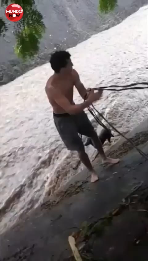 rescata a perrito