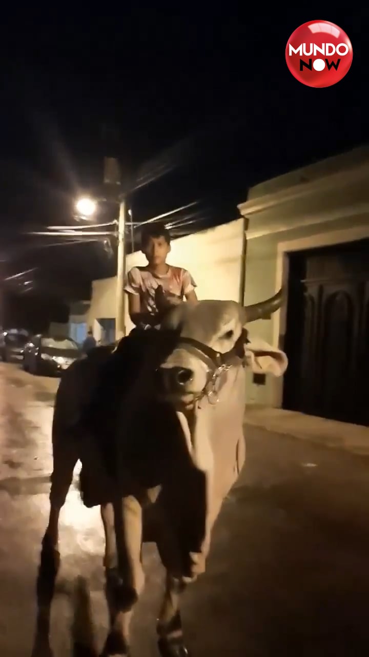 riding a bull