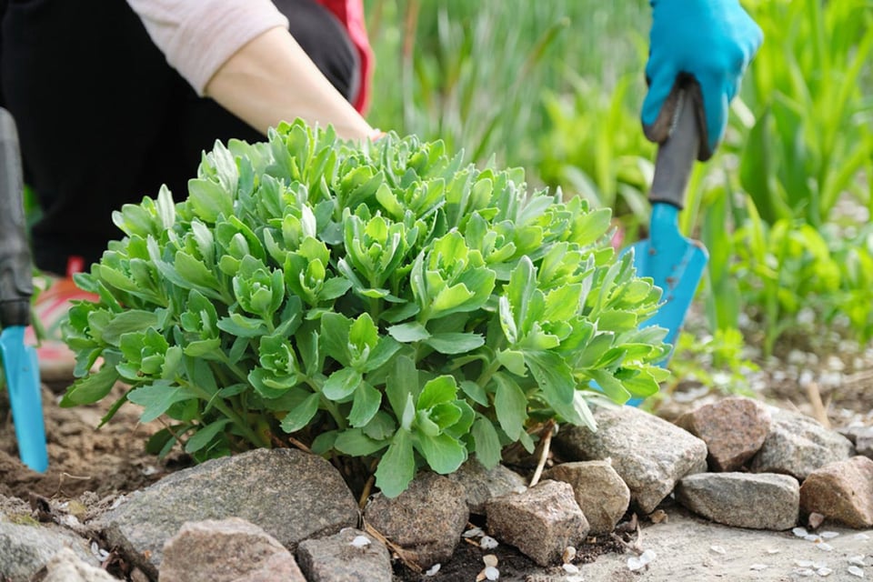 Sedum, planta suculenta de otoño, jardín, jardinero, MundoNOW