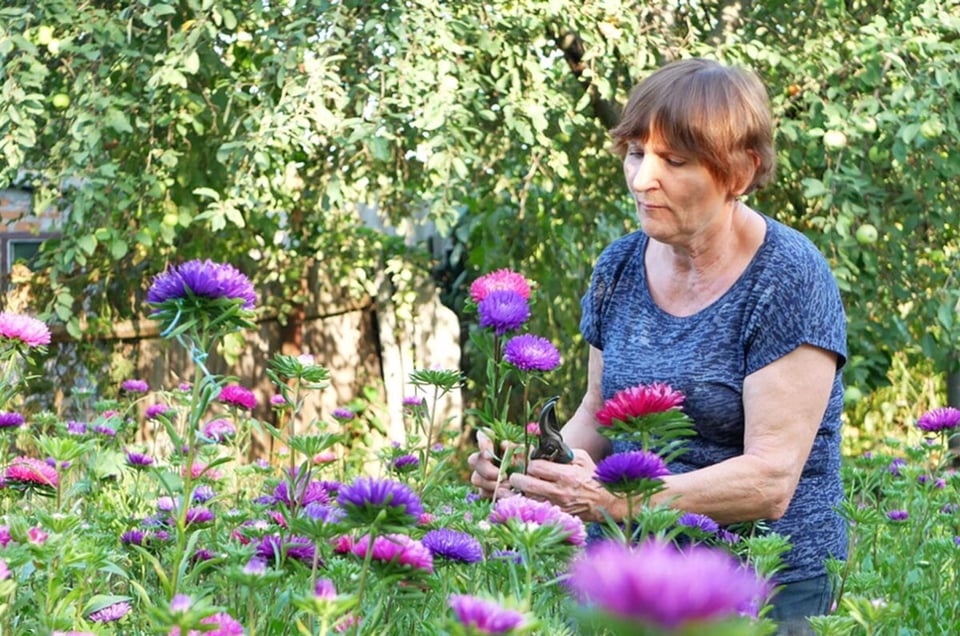 plants, asters, women, gardening, Spring