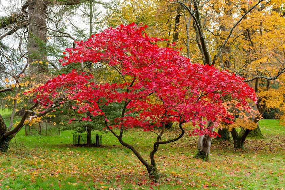 Arce japonés, hojas rojas, qué plantar en otoño, árbol, naturaleza