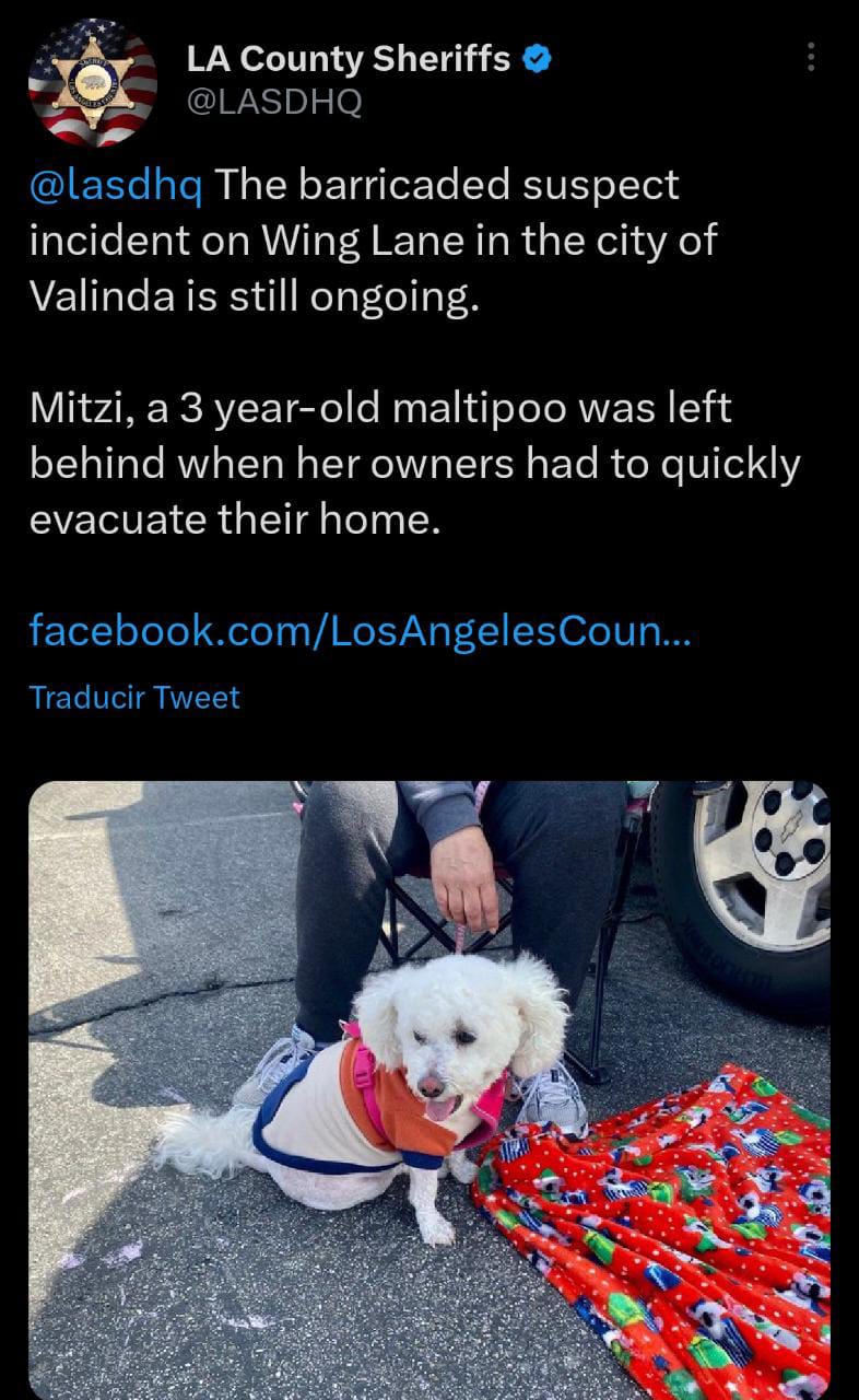Tras ser evacuados, residentes olvidaron a una de sus mascotas