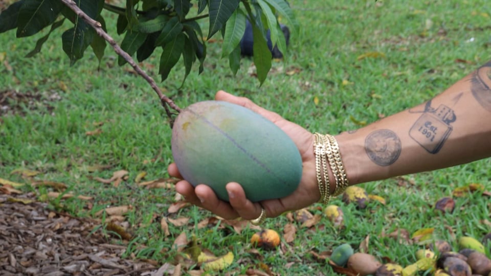 Farmer gives away mango harvest due to lack of employees in Florida
