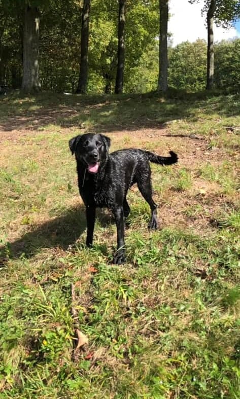 Hombre desmembró a perro de su vecino