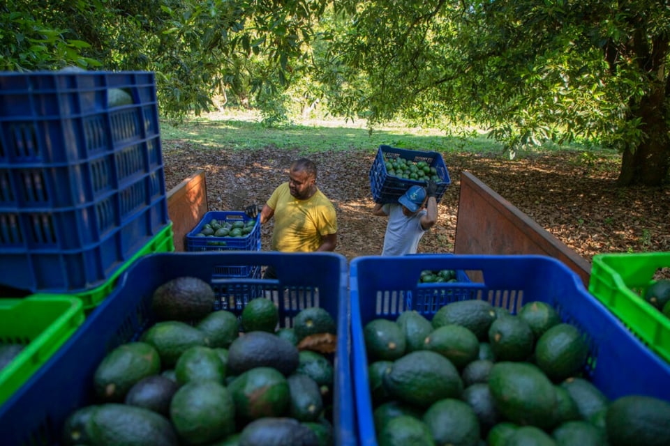 Aguacates mexicanos reciben denuncia a días del Super Bowl