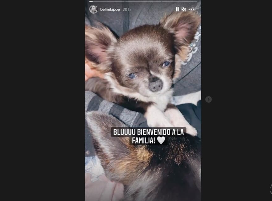 Belinda and Christian Nodal already have a new member