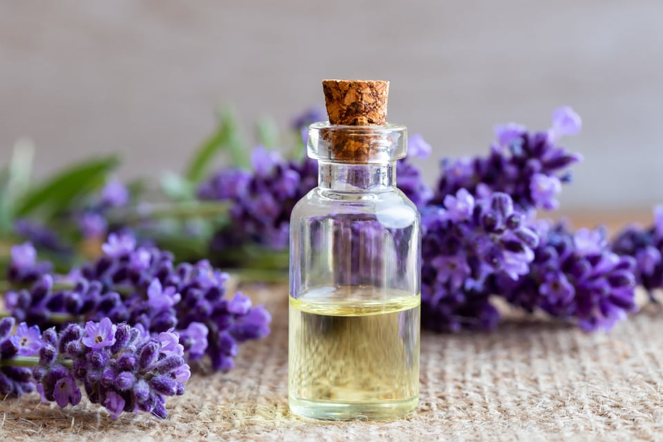 bottle, essential oil, fresh, lavender, twigs