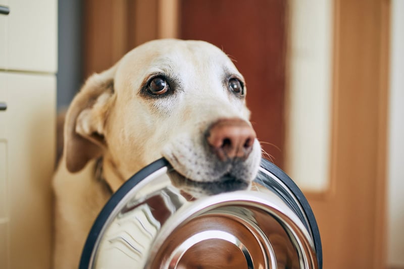 Labrador, comedero, tazón para perros, compras, MundoNOW