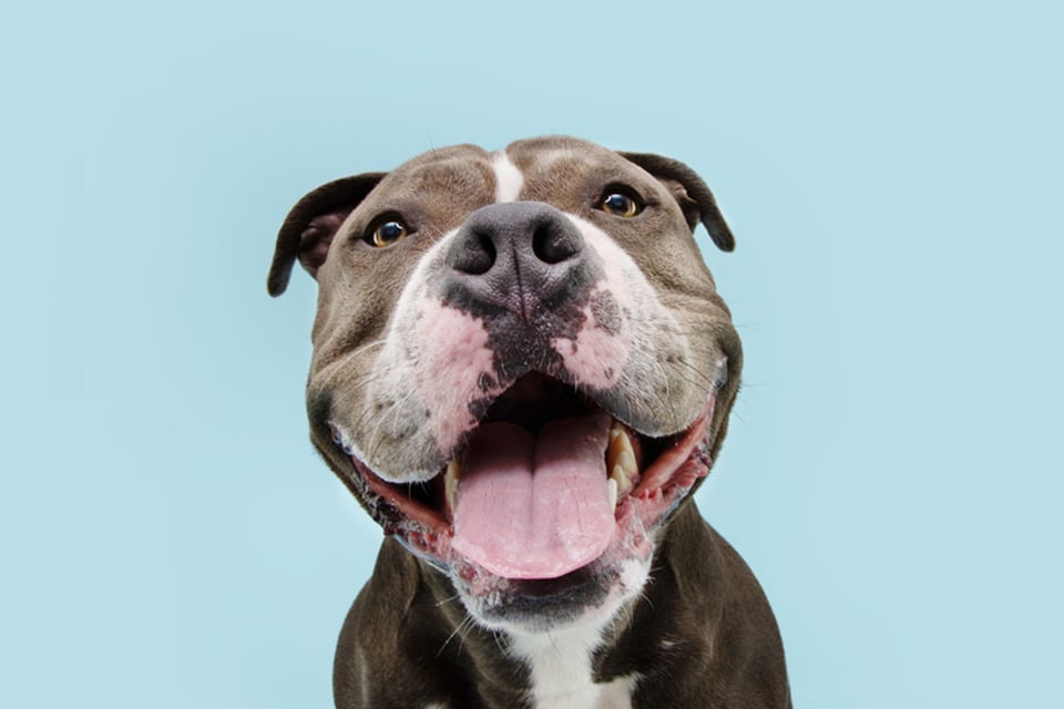 feliz, perro, sonrisa, mascota, MundoNOW