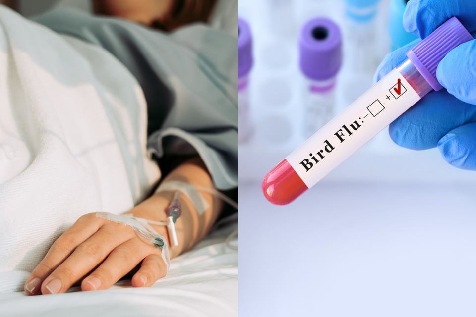 Los CDC lanzan alerta por gripe aviar en EE.UU.