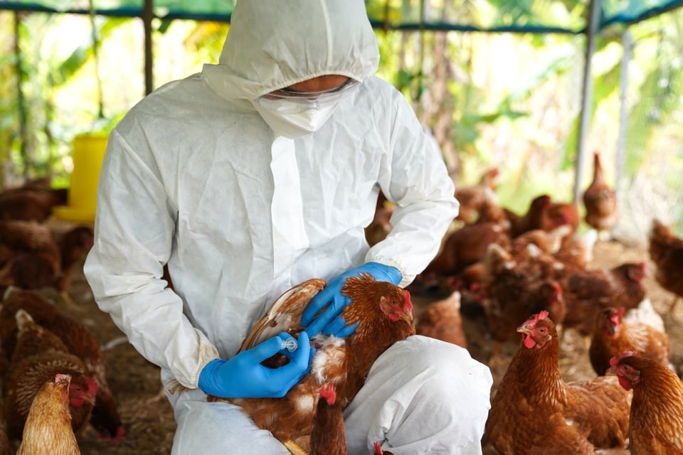 ganado lechero, prevención, control de enfermedades, brotes, vigilancia sanitaria, MundoNOW