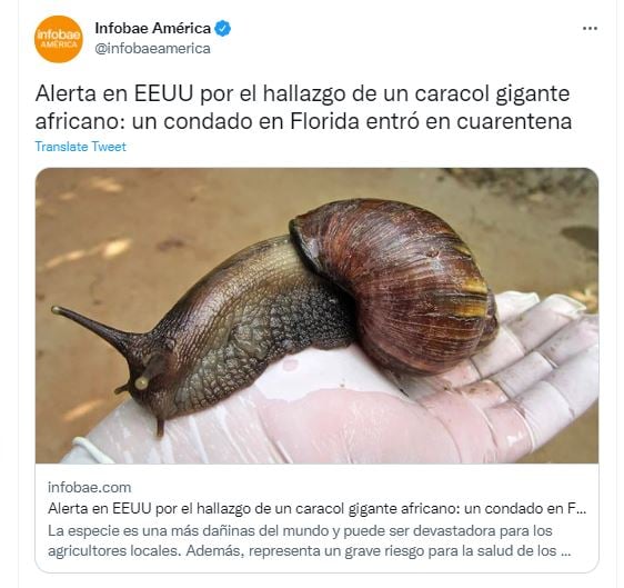 Caracol gigante africano puede causar meningitis