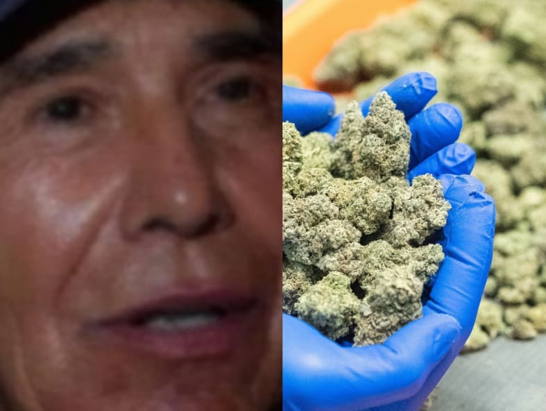 Did Caro Quintero create seedless marijuana?